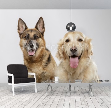 Picture of Portrait of a couple of expressive dogs a German Shepherd dog and a Golden Retriever dog against white background